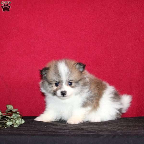 Janina, Pomeranian Puppy